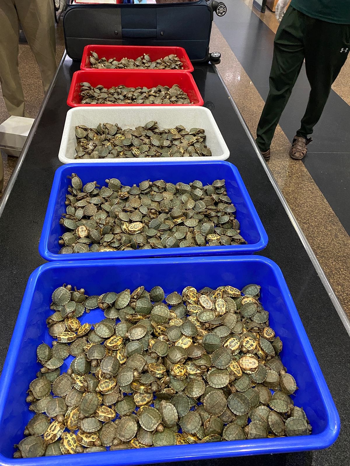 மலேசியா To திருச்சி.. விமானத்தில் கடத்தி வரப்பட்ட 6850 அரியவகை ஆமை குஞ்சுகள்!