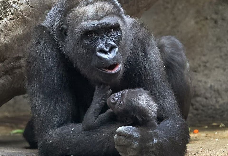 “என் குழந்தையை பாத்தியா..” பெண்ணிடம் தனது குட்டியை காட்டிய குரங்கு.. முத்தமிட்டு கொஞ்சும் வீடியோ வைரல் !