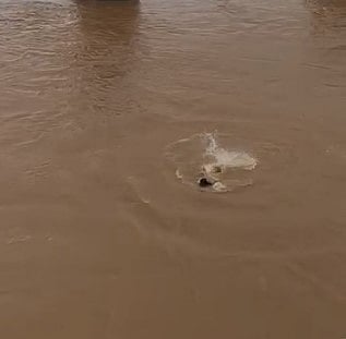 கரைபுரண்டோடும் ஆற்று வெள்ளத்தில் குதித்த இளைஞன்.. மீட்க வந்த தீணைப்பு வீரர்களுக்கு காத்திருந்த ஷாக்!