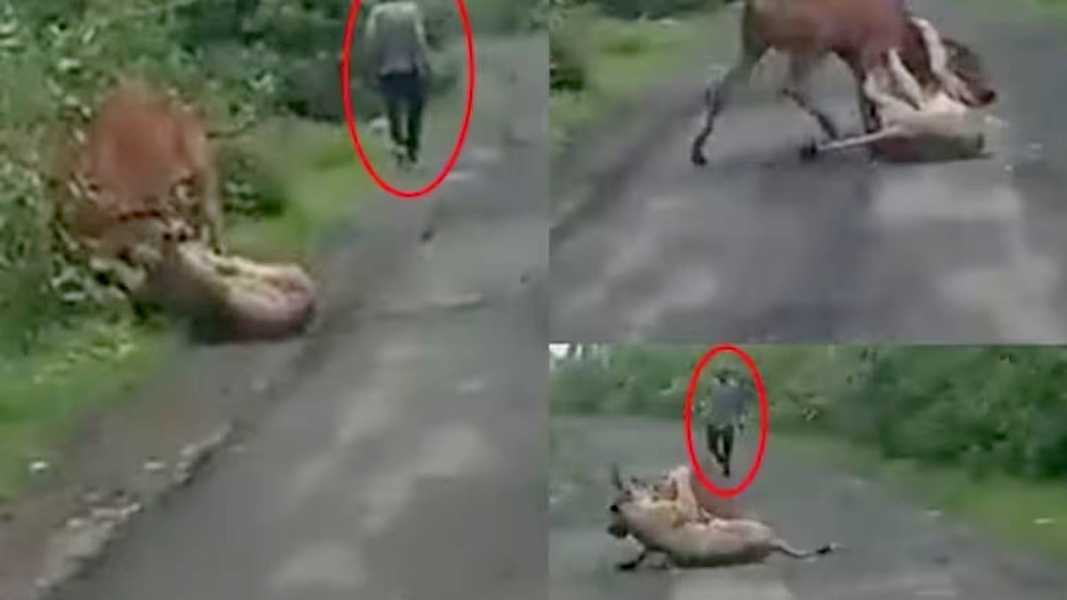 ஏ.. ச்சூ.. ஓடு.. சிங்கத்தையே கல்லால் அடித்து விரட்டிய இளைஞர்.. நடந்தது என்ன ? வைரலாகும் VIDEO !