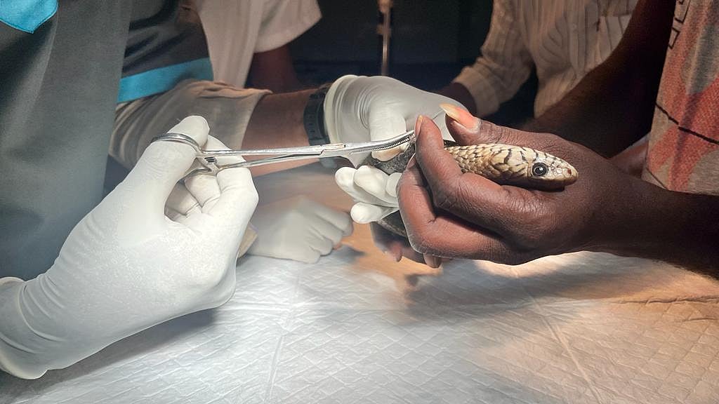 உயிருக்கு போராடிய சாரை பாம்பு.. அறுவை சிகிச்சை செய்து காப்பாற்றிய மருத்துவர்கள்: கோவையில் நெகிழ்ச்சி!