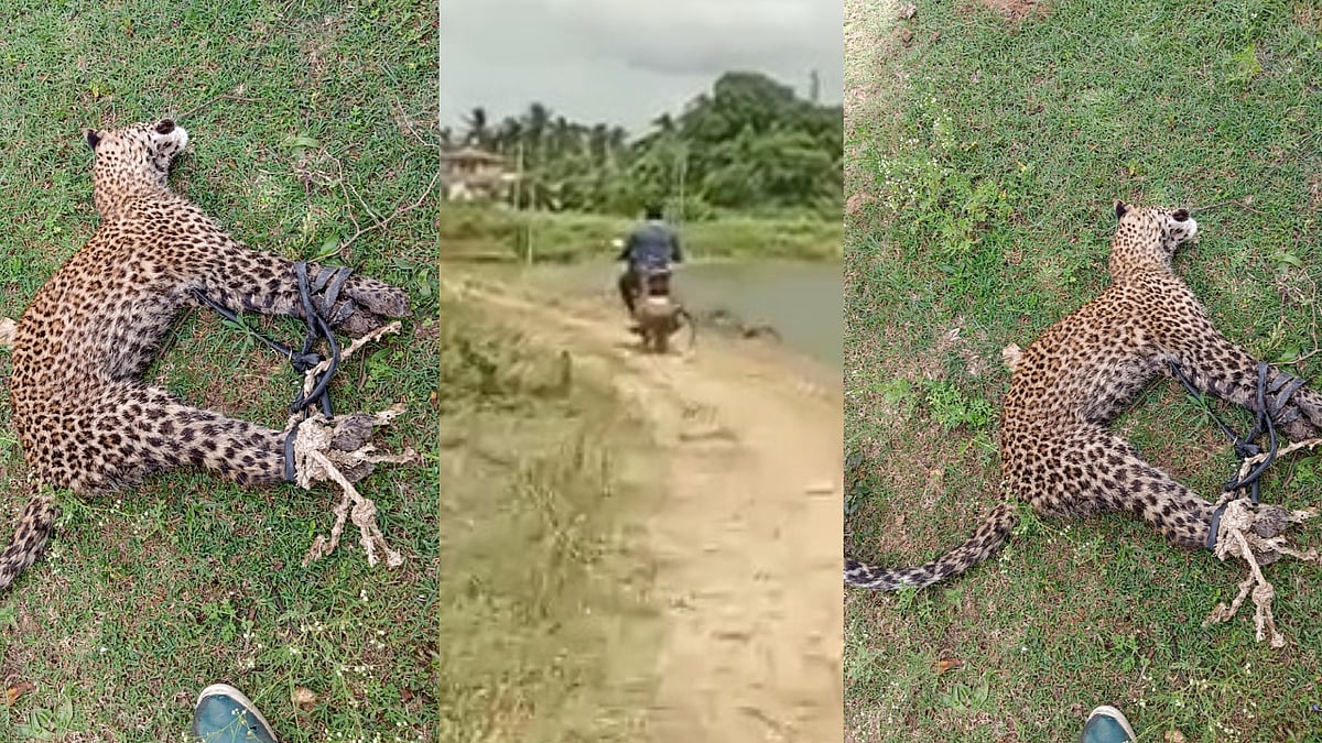 இளைஞரை தாக்கிய சிறுத்தை.. இறுதியில் சிறுத்தைக்கு நேர்ந்த கதி.. அதிர்ச்சியில் உறைந்த கிராமம் !