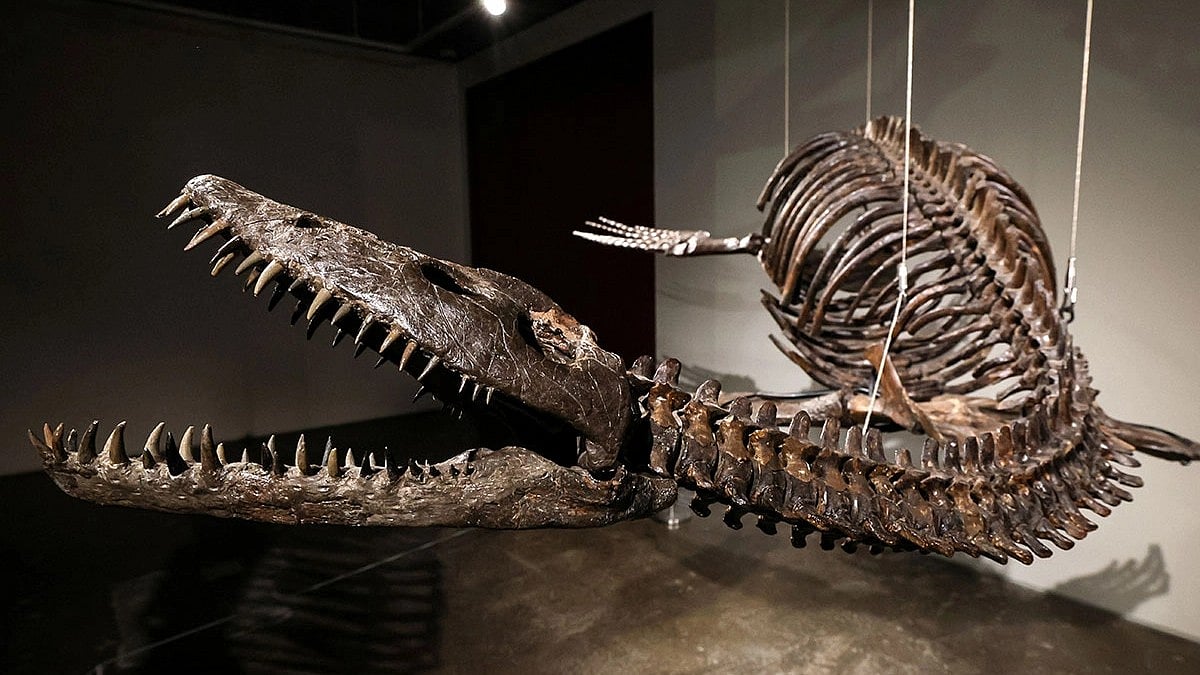 அடுத்த மாதம்.. ஏலத்திற்கு வரும் பறக்கும் Dinosaur எலும்புக் கூடுகள்: ஆர்வம் காட்டும் நிறுவனங்கள்!