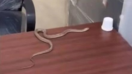 புகாரை கண்டு கொள்ளாத அதிகாரிகள்.. ஆத்திரத்தில் பாம்பை அலுவலகத்திற்குள் தூக்கி வீசிய நபர்! (video)