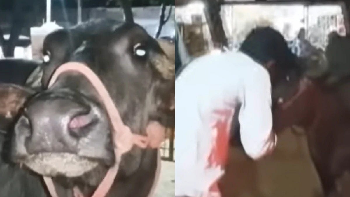 எருமை மாட்டுக்காக மல்லுக்கட்டிய 2பேர்.. காவல் நிலையம் வரை சென்ற விவகாரம்: போலிசார் செய்த ஸ்வாரசிய நிகழ்வு