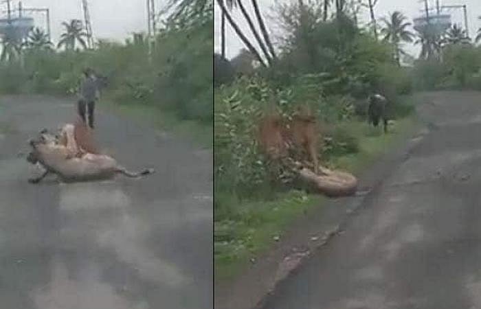 ஏ.. ச்சூ.. ஓடு.. சிங்கத்தையே கல்லால் அடித்து விரட்டிய இளைஞர்.. நடந்தது என்ன ? வைரலாகும் VIDEO !