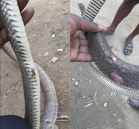 உயிருக்கு போராடிய சாரை பாம்பு.. அறுவை சிகிச்சை செய்து காப்பாற்றிய மருத்துவர்கள்: கோவையில் நெகிழ்ச்சி!