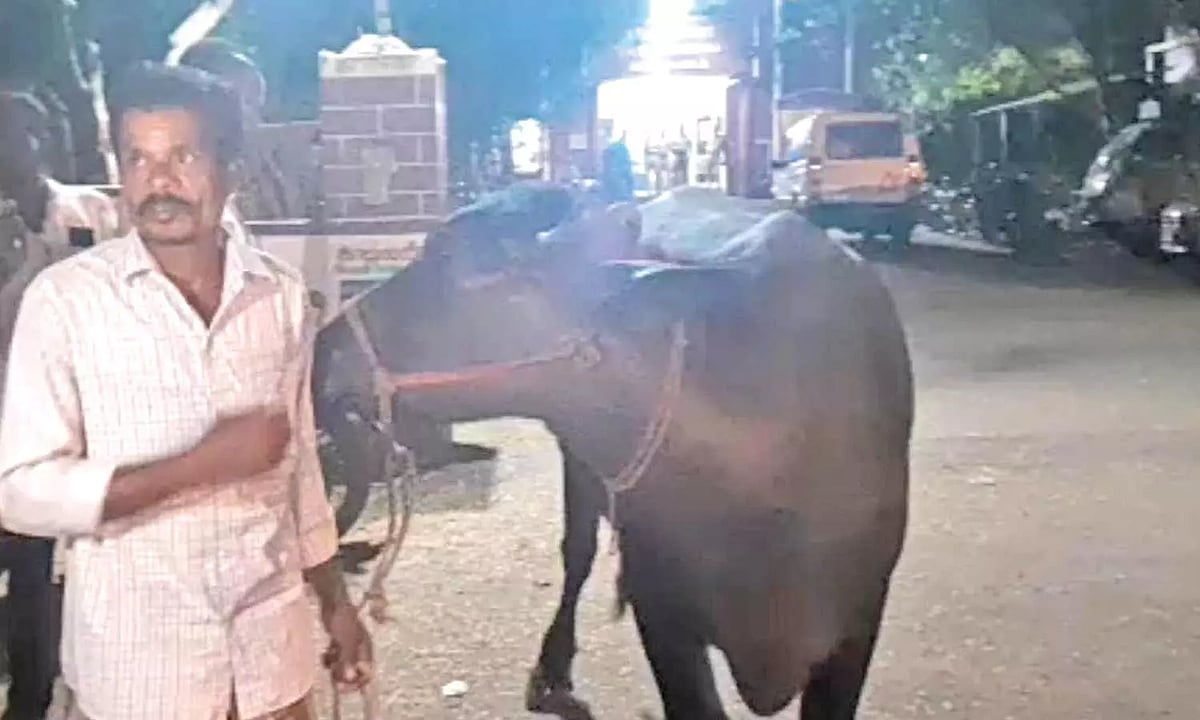 எருமை மாட்டுக்காக மல்லுக்கட்டிய 2பேர்.. காவல் நிலையம் வரை சென்ற விவகாரம்: போலிசார் செய்த ஸ்வாரசிய நிகழ்வு