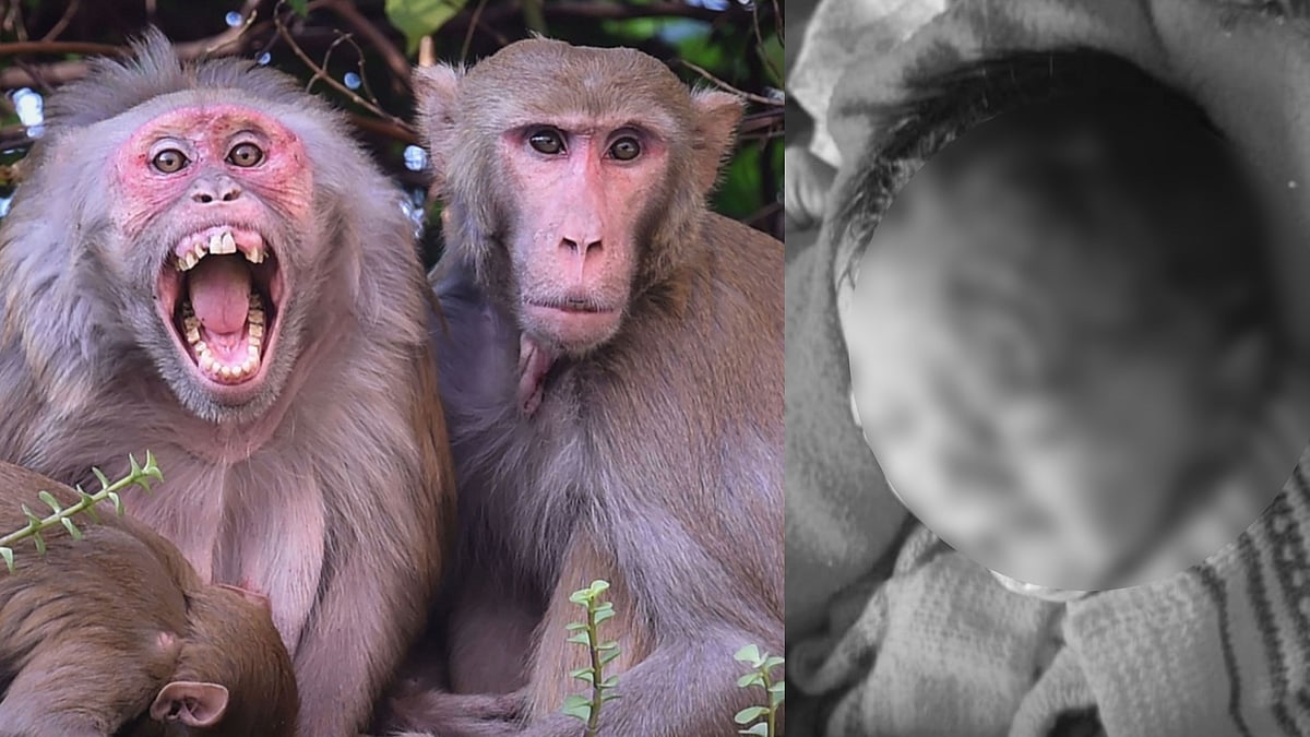 பிறந்து 13 நாட்களே ஆன பச்சிளம் குழந்தை.. குரங்கு தாக்கியதில் நேர்ந்த சோகம்.. கர்நாடகாவில் அதிர்ச்சி !