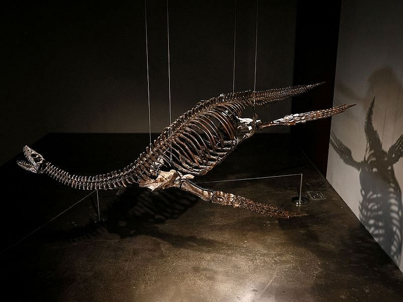 அடுத்த மாதம்.. ஏலத்திற்கு வரும் பறக்கும் Dinosaur எலும்புக் கூடுகள்: ஆர்வம் காட்டும் நிறுவனங்கள்!