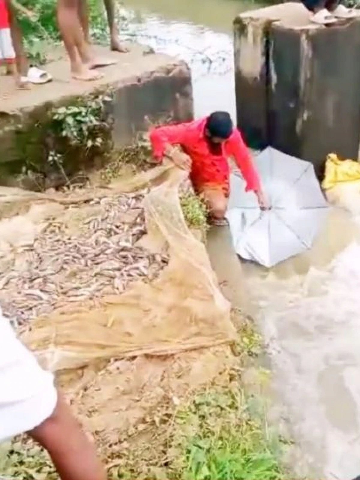 மாயமில்லை.. மந்திரமில்லை.. கேரள வெள்ளத்தில் குடையை வைத்து மீன்கள் பிடித்த இளைஞர்.. இணையத்தில் வைரல் !