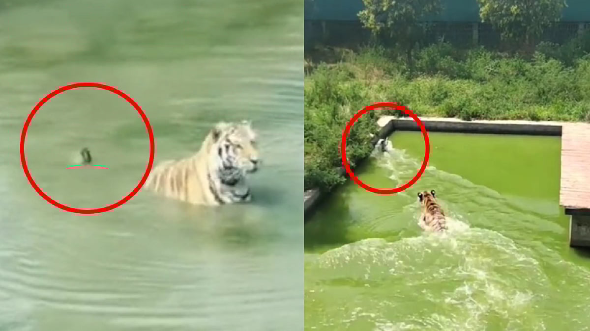 ஏ.. எப்புட்றா.. புலியை பார்த்து பதுங்கிய வாத்து.. விழி பிதுங்கி நின்ற புலி.. இணையத்தை கலக்கும் வீடியோ !