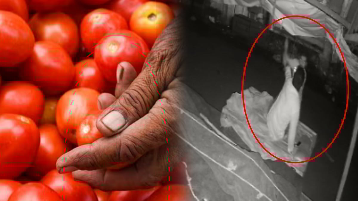 கத்தியால் குத்தப்பட்ட தக்காளி பாதுகாவலர்.. தக்காளியை திருடவந்தவர் வெறிச்செயல்.. கர்நாடகாவில் பரபரப்பு!