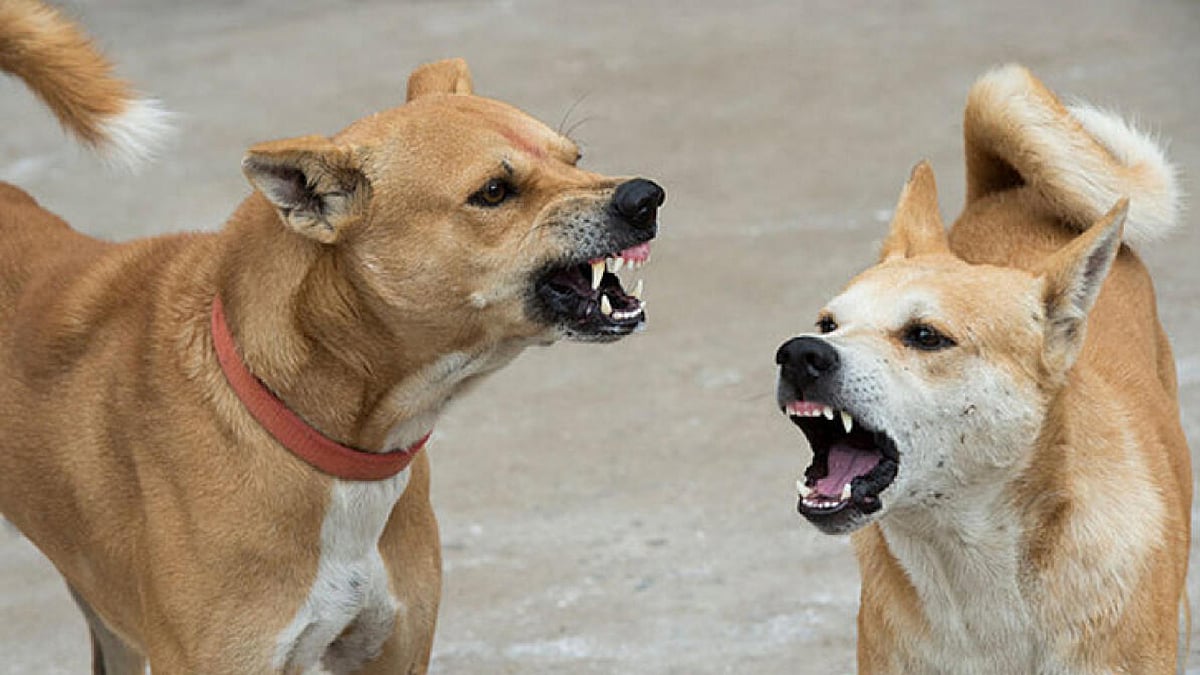 தொடரும் தெரு நாய்கள் வெறிச்செயல்.. ஒரே நாளில் 4 பேருக்கு நேர்ந்த சோகம்.. கேரளாவில் பள்ளிகளுக்கு விடுமுறை!