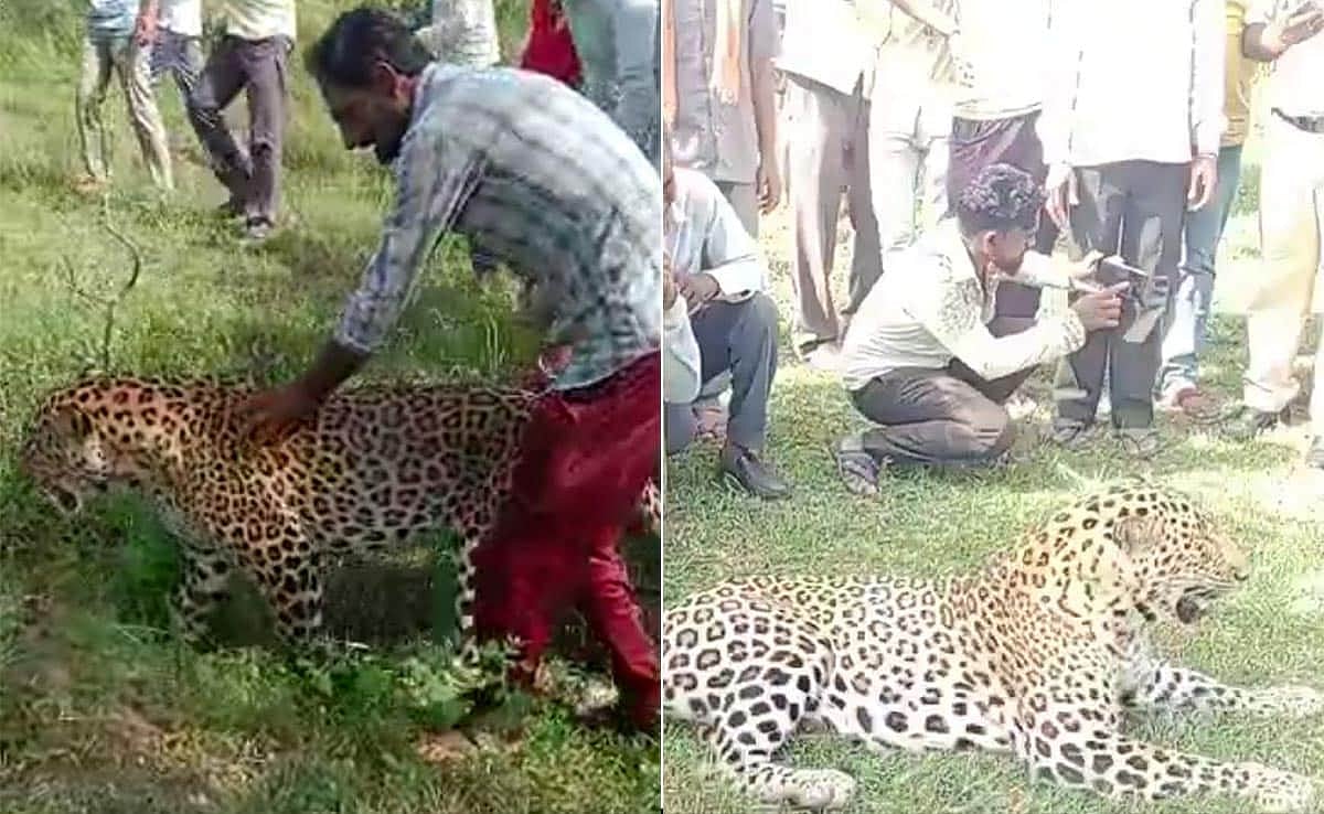 சுற்றித்திரிந்த நோய்வாய்ப்பட்ட சிறுத்தை.. சவாரி செய்ய முயன்ற கிராம மக்கள்.. வீடியோ வெளியாகி அதிர்ச்சி !