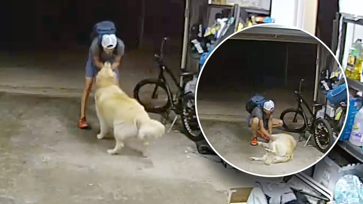 “I LOVE YOU TOO.. உங்க அப்பா எங்க”: சைக்கிள் திருட வந்த இடத்தில் நாயுடன் கொஞ்சி விளையாடிய திருடன் | VIDEO