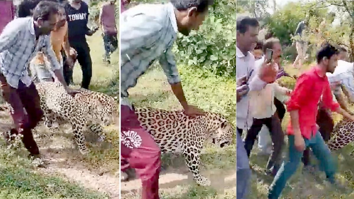 சுற்றித்திரிந்த நோய்வாய்ப்பட்ட சிறுத்தை.. சவாரி செய்ய முயன்ற கிராம மக்கள்.. வீடியோ வெளியாகி அதிர்ச்சி !