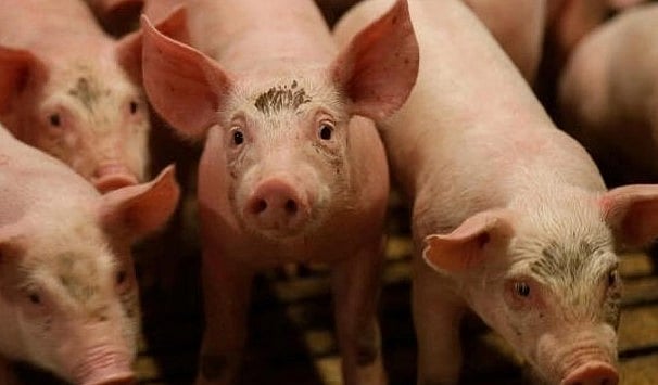 விவசாய நிலத்தை நாசம் செய்த பன்றிகள்.. உரிமையாளர் குடும்பம் அடித்து கொலை: 2 பெண்கள் உட்பட 3 பேர் பலி!