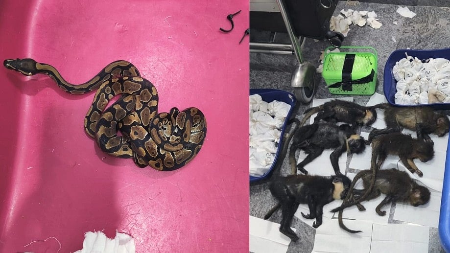 சூட்கேஸில் 55 மலைப் பாம்புகள்.. 17 ராஜநாகம்.. 6 குரங்குகள் : பரபரப்பான பெங்களூரு விமான நிலையம்!