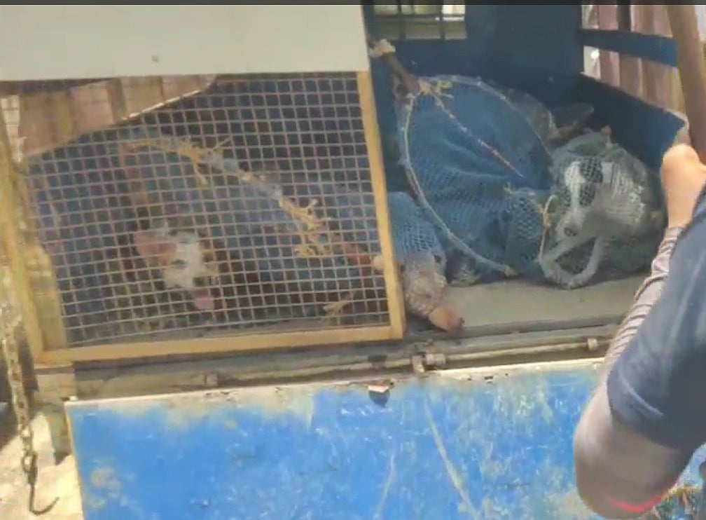 பூட்டிய வீட்டுக்குள் பல மாதங்களாக அடைந்து கிடந்த தாய், சிறுவன், நாய்கள்.. புதுவையில் அதிர்ச்சி !