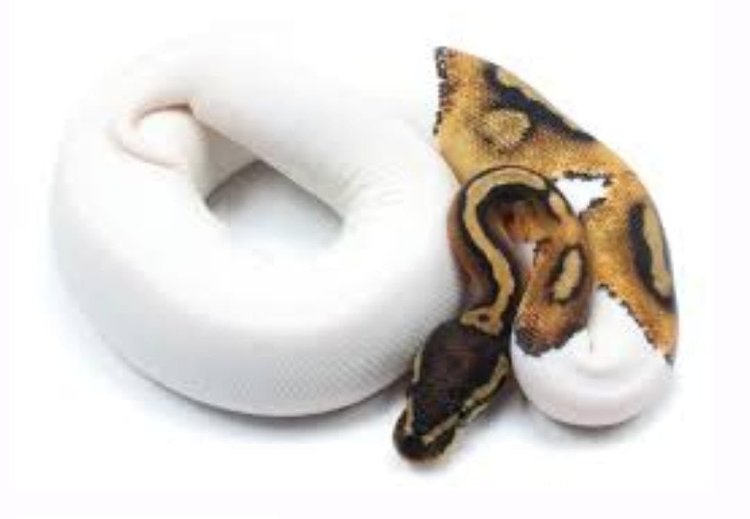 பிளாஸ்டிக் கூடையை திறந்த அதிகாரிகள்.. பதறியடித்து ஓடிய பயணிகள்: சென்னை விமான நிலையத்தில் பரபரப்பு!