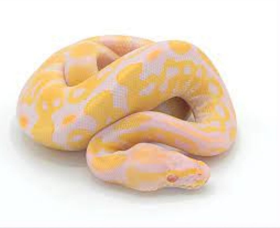 பிளாஸ்டிக் கூடையை திறந்த அதிகாரிகள்.. பதறியடித்து ஓடிய பயணிகள்: சென்னை விமான நிலையத்தில் பரபரப்பு!