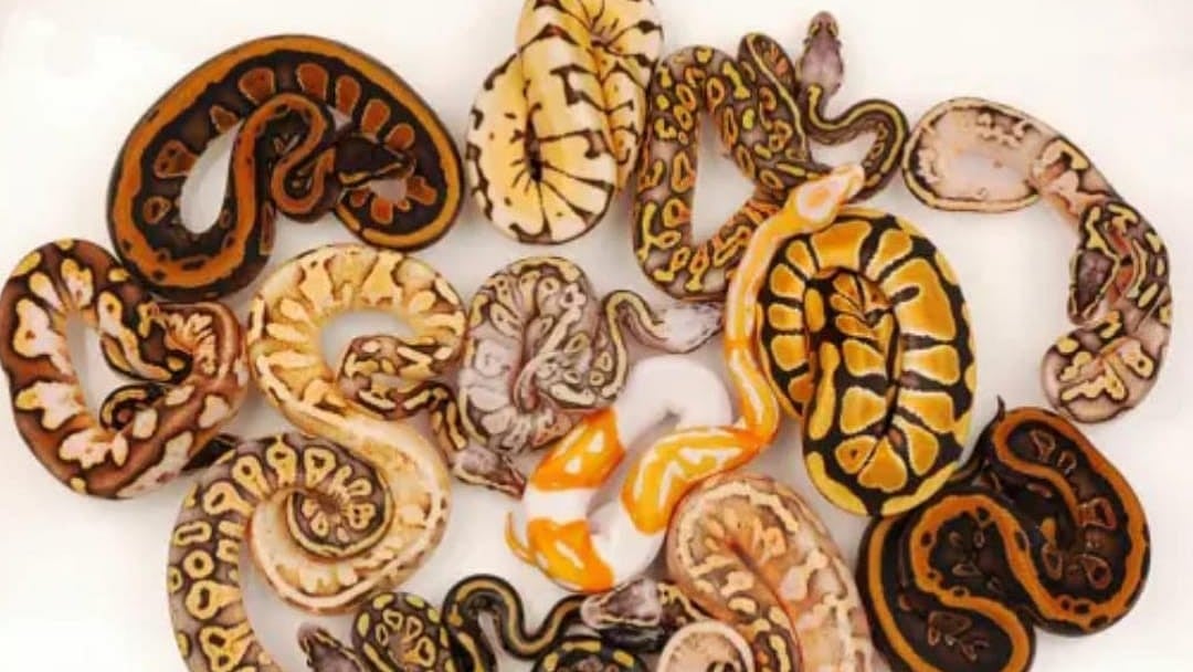 பிளாஸ்டிக் கூடையை திறந்த அதிகாரிகள்.. பதறியடித்து ஓடிய பயணிகள்: சென்னை விமான நிலையத்தில் பரபரப்பு!