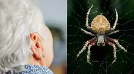 64 வயது பெண்ணின் காதில் 4 நாட்கள் வசித்து வந்த சிலந்தி : அதிர்ச்சி சம்பவம்!