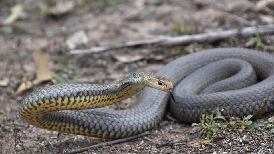 பாம்பை கடிக்க வைத்து கணவனைக் கொன்ற மனைவி : தெலங்கானாவில் நடந்த பகீர் சம்பவம்!