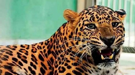 7 மாத குழந்தையின் காலை கடித்த சிறுத்தை..  துணிச்சலுடன் மீட்ட தாய் - பாசப் போராட்டம்!