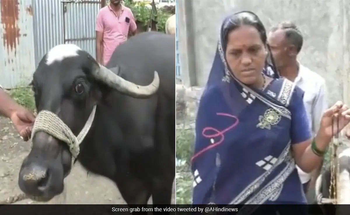 ரூ.1.5 லட்சம் மதிப்பு.. உணவுடன் சேர்ந்து உரிமையாளரின் தாலியை விழுங்கிய எருமை மாடு.. பிறகு நடந்தது என்ன ?