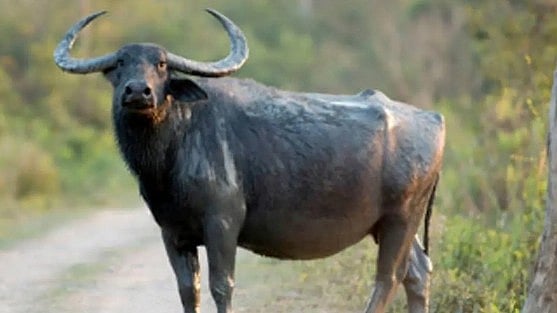 எருமை மாட்டிற்காக 16 வயது சிறுவனை அடித்துக் கொன்ற கும்பல்: ஜார்கண்ட் மாநிலத்தில் நடந்த அதிர்ச்சி சம்பவம்!