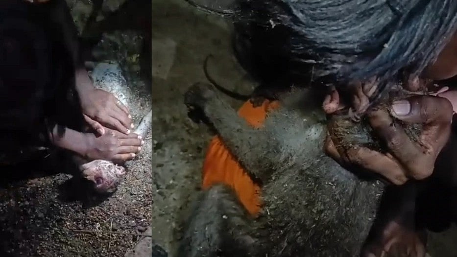 மின்சாரம் தாக்கி உயிருக்கு போராடிய குரங்கு : இளைஞர் செய்த நெகிழ்ச்சி சம்பவம் - நடந்தது என்ன?