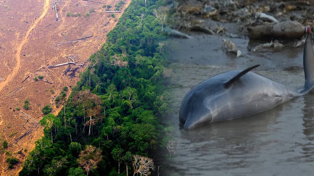 அமேசானையும் விட்டுவைக்காத வறட்சி.. பருவநிலை மாற்றம் காரணமாக செத்து மிதக்கும் டால்பின்கள் ! 