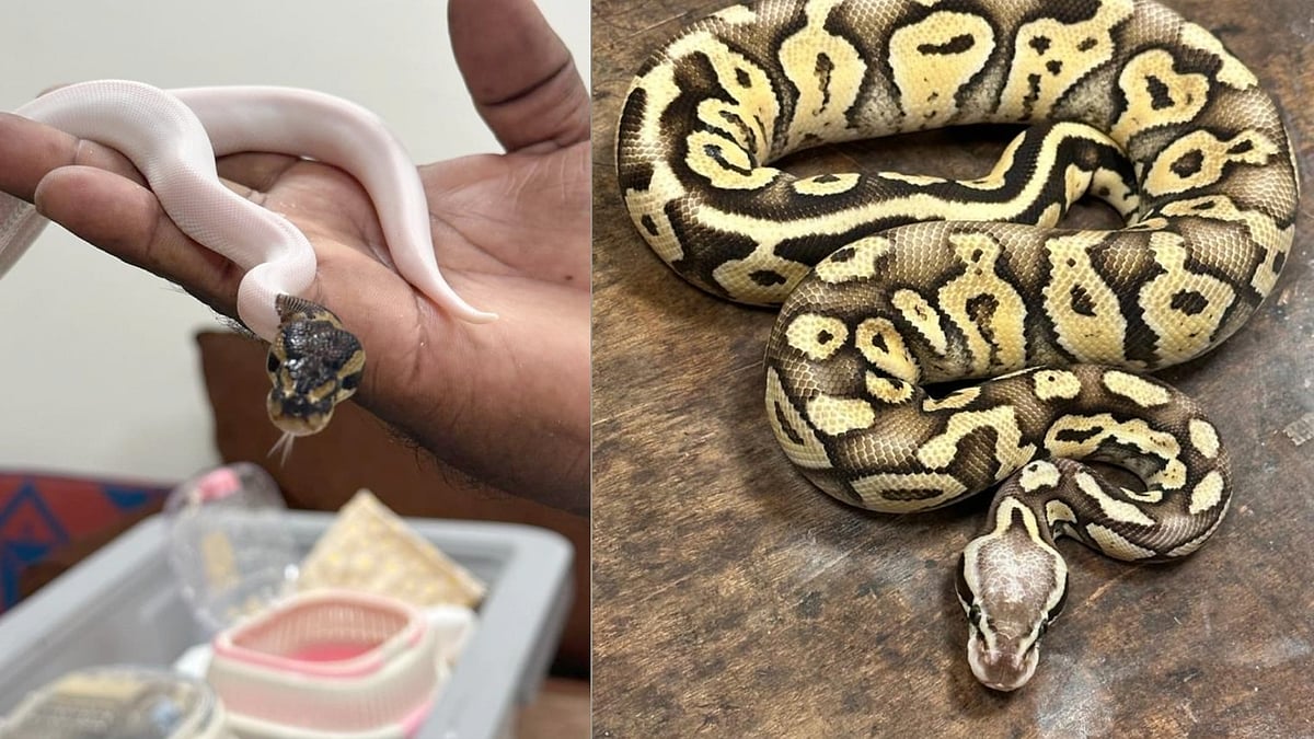 தாய்லாந்து TO சென்னை.. ஆப்பிரிக்க குரங்குகள் முதல் எலி வரை.. சோதனையில் பிடிபட்ட 31 அரியவகை விலங்குகள் !