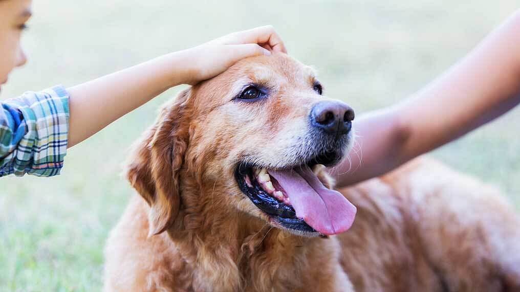 “நாய் வளர்க்க ரூ.10 ஆயிரம் கட்ட வேண்டும்..” : குடியிருப்பு சங்கத்தின் அறிவிப்பால் அரண்டுபோன மக்கள் !