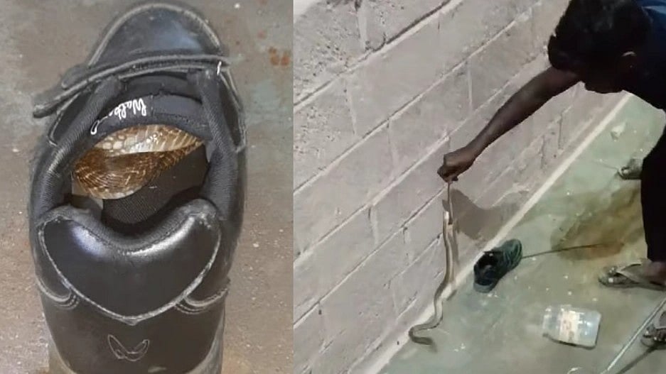 மழைக் காலம் - மக்களே உஷார்..  பள்ளி சிறுவன் ஷூவுக்குள் ஒளிந்திருந்த நாகப் பாம்பு!