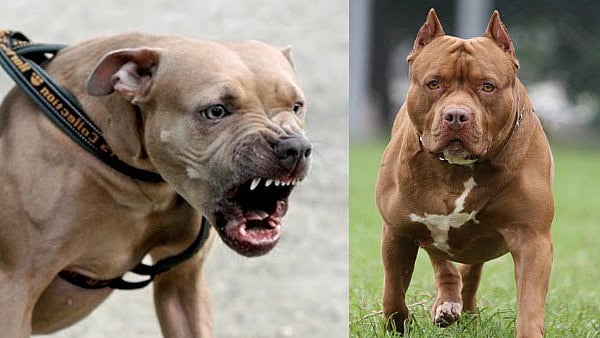 நியாயம் கேட்ட பெண்.. பிட்புல் நாயை ஏவி கடிக்க வைத்த பக்கத்து வீட்டுக்காரர்.. டெல்லியில் அதிர்ச்சி! |VIDEO