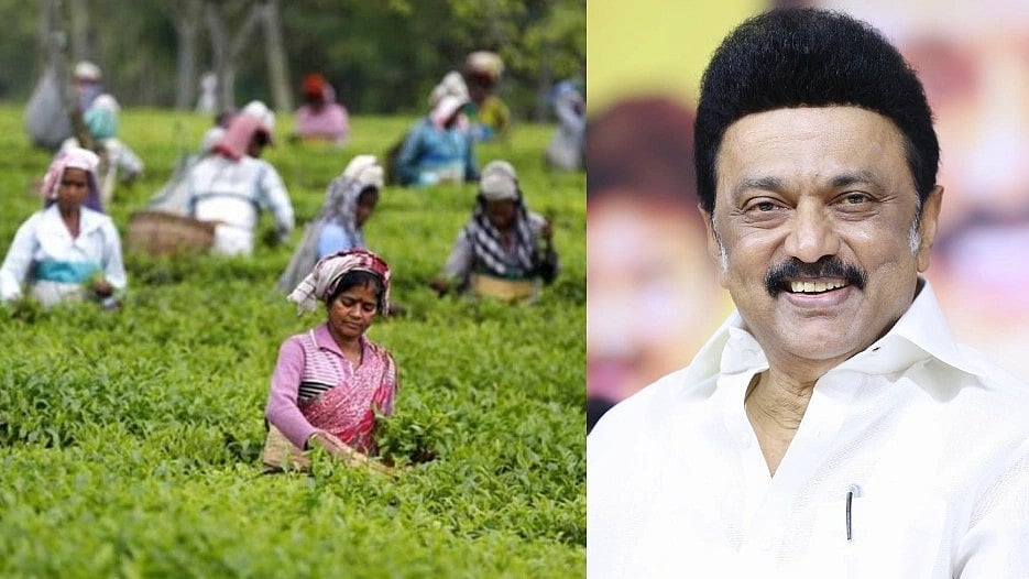 தேயிலைத் தோட்ட தொழிலாளர்கள், நுகர்பொருள் வாணிபக் கழக பணியாளர்களுக்கு போனஸ் : முதலமைச்சர் உத்தரவு!