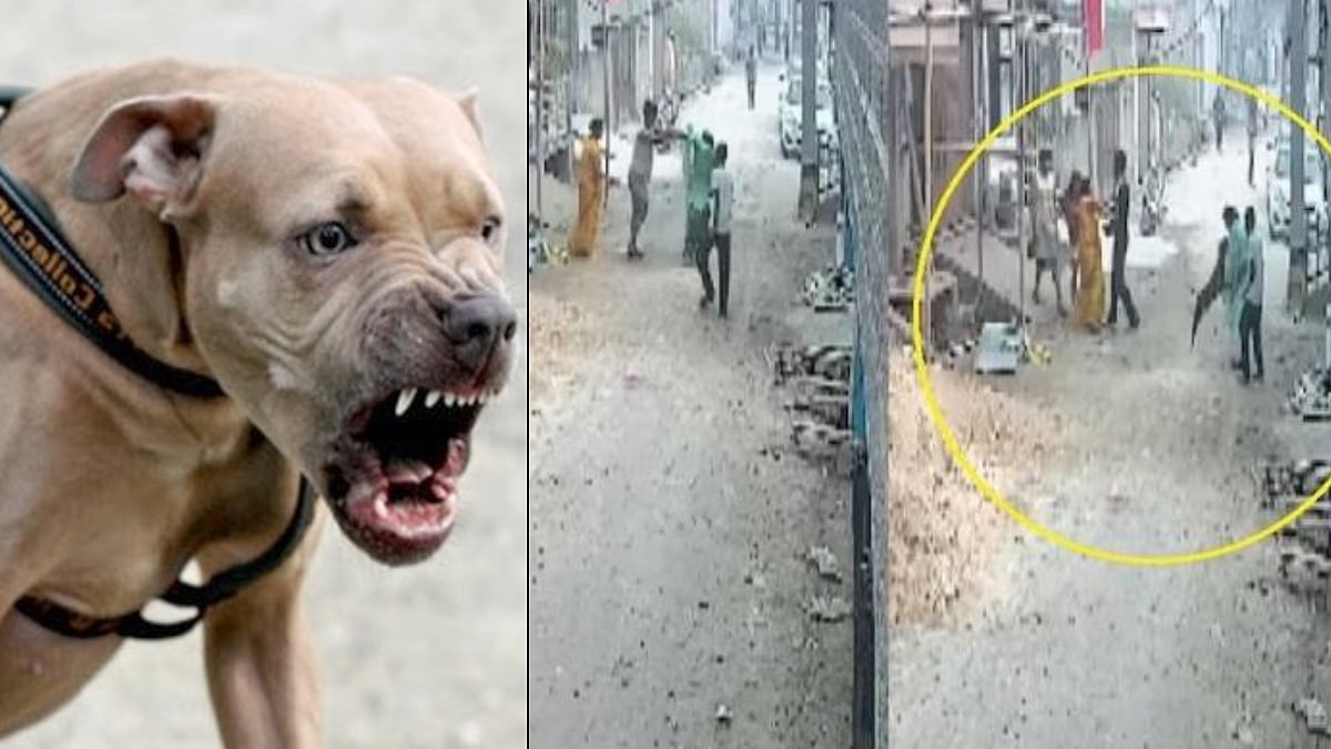 நியாயம் கேட்ட பெண்.. பிட்புல் நாயை ஏவி கடிக்க வைத்த பக்கத்து வீட்டுக்காரர்.. டெல்லியில் அதிர்ச்சி! |VIDEO
