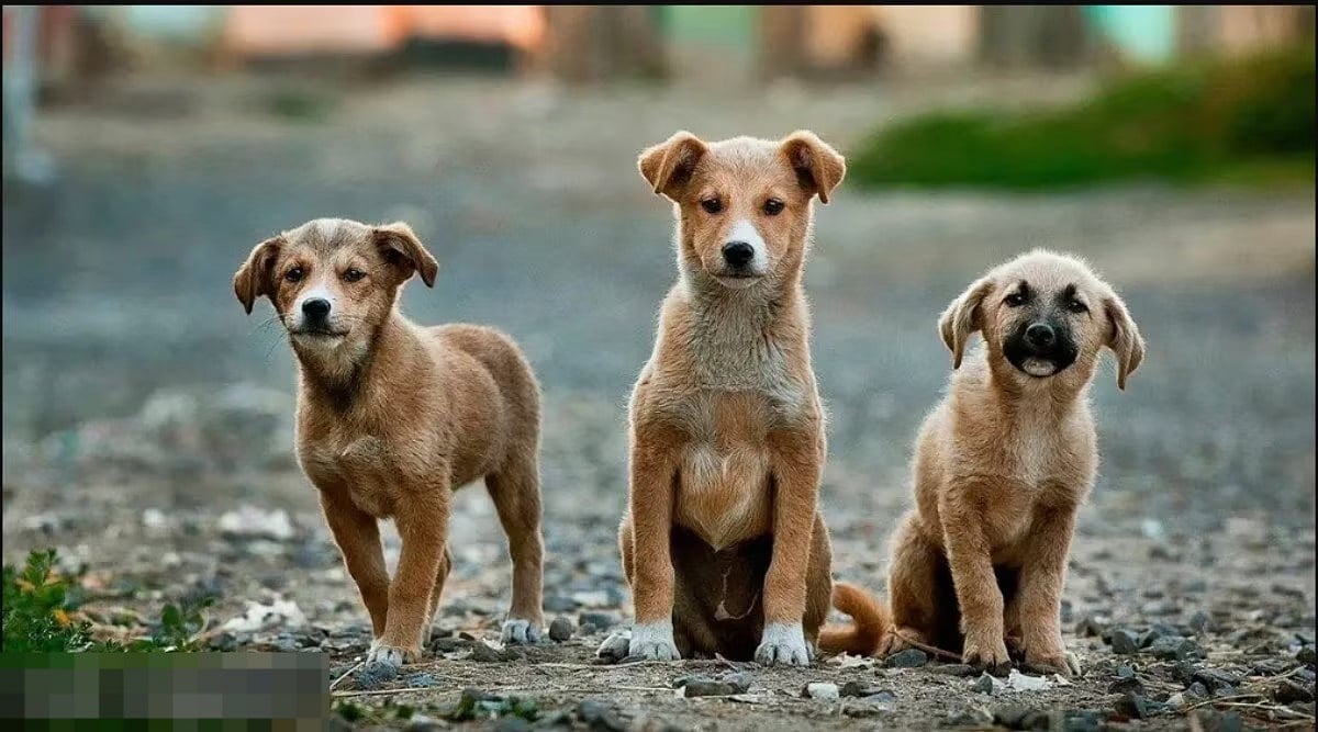 “நாய் வளர்க்க ரூ.10 ஆயிரம் கட்ட வேண்டும்..” : குடியிருப்பு சங்கத்தின் அறிவிப்பால் அரண்டுபோன மக்கள் !