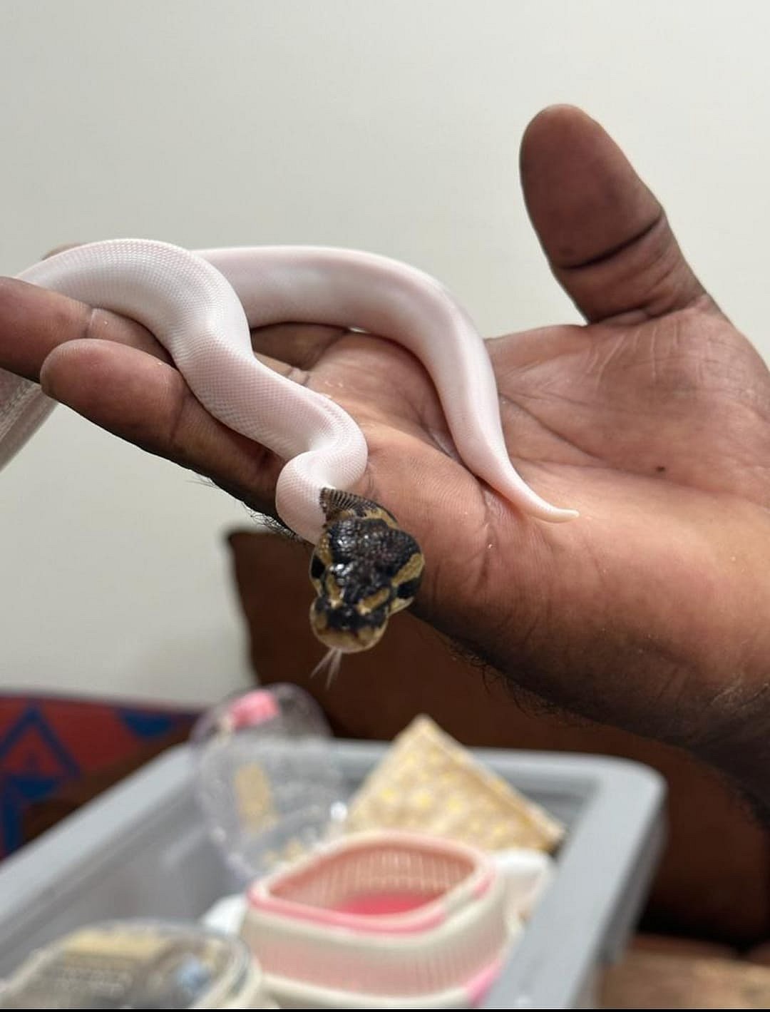 தாய்லாந்து TO சென்னை.. ஆப்பிரிக்க குரங்குகள் முதல் எலி வரை.. சோதனையில் பிடிபட்ட 31 அரியவகை விலங்குகள் !