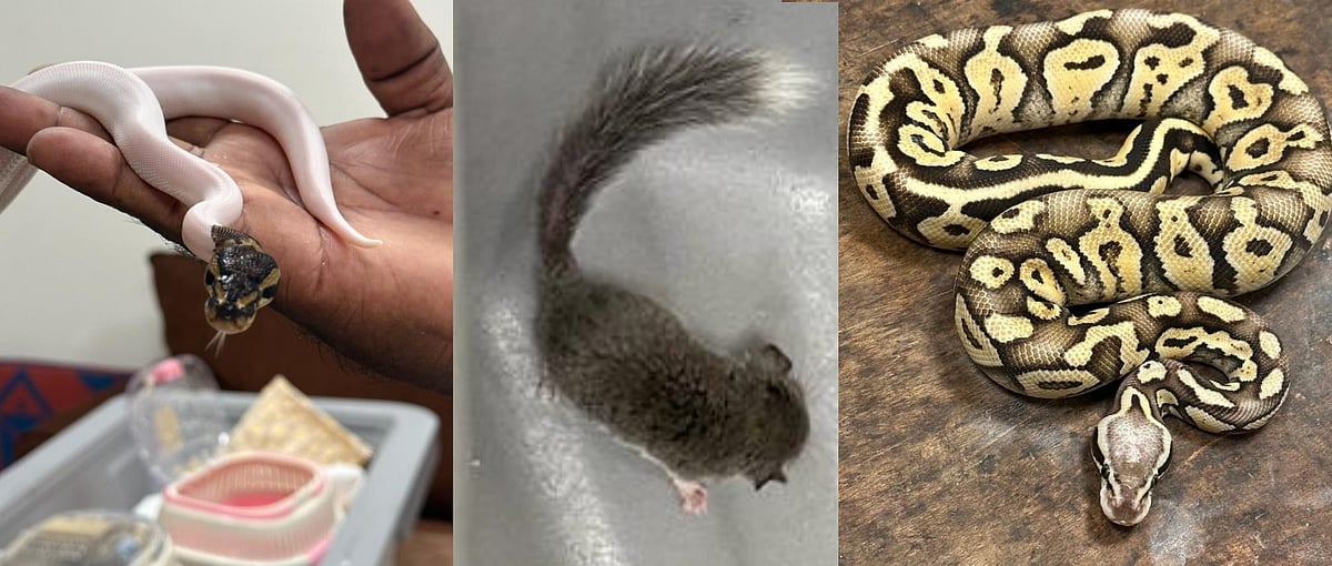 தாய்லாந்து TO சென்னை.. ஆப்பிரிக்க குரங்குகள் முதல் எலி வரை.. சோதனையில் பிடிபட்ட 31 அரியவகை விலங்குகள் !