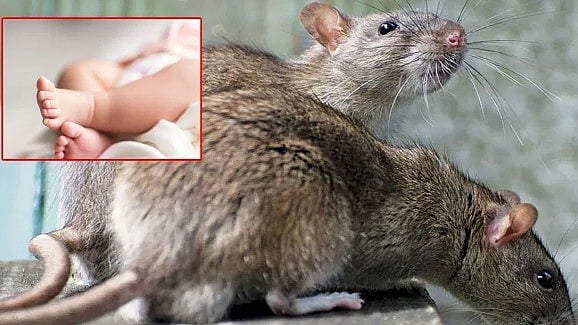 பெற்றோர்களே உஷார் - குழந்தையின் மூக்கை கடித்த எலி : பிறந்து 40 நாட்களிலேயே நடந்த கொடூர துயரம்!