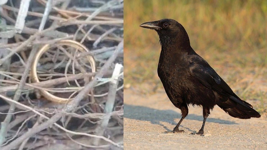 தங்க நகையை திருடியதா காகம்: கேரளாவில் நடந்தது என்ன? - ஆச்சரியத்தில் மக்கள்!