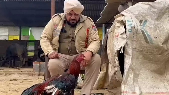 24 மணி நேரமும் சேவலுக்கு போலிஸ் பாதுகாப்பு : பஞ்சாப்பில் நடந்தது என்ன?