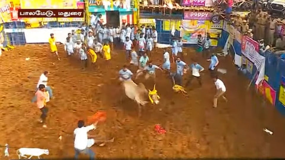 4-வது முறையாக முதலிடம் : பாலமேடு ஜல்லிக்கட்டில் 14 காளைகளை அடக்கி அசத்திய பிரபாகரன் ! 