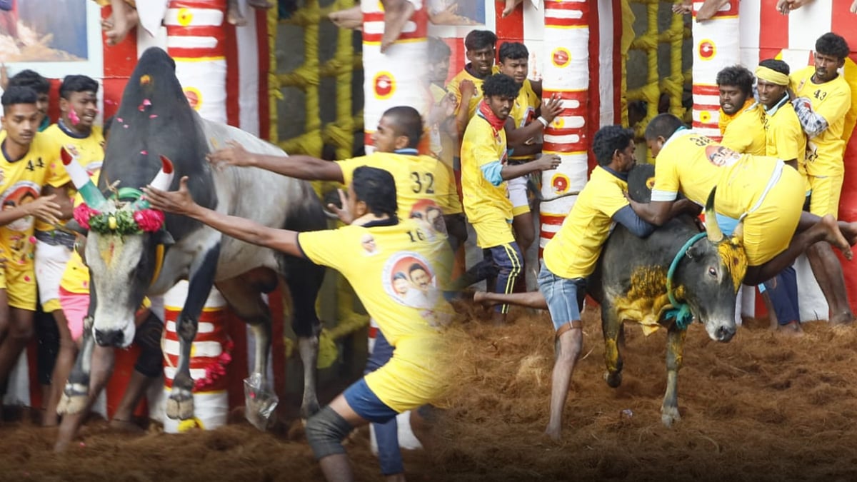 களைகட்டிய உலகப்புகழ் பெற்ற அலங்காநல்லூர் ஜல்லிக்கட்டுப் போட்டி : 1200 காளைகள், 700 வீரர்கள் பங்கேற்பு ! 