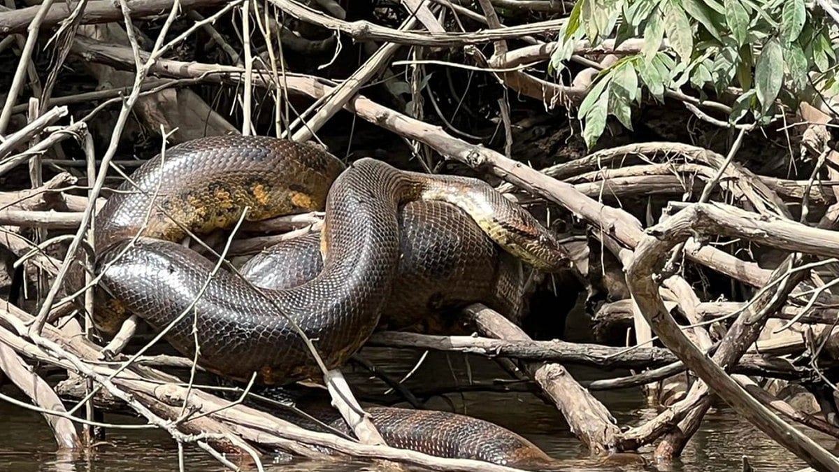 உலகின் மிகப்பெரிய அனகோண்டா பாம்பு : இணையத்தில் வைரலாகும் வீடியோ!
