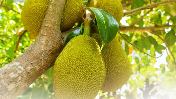 வேளாண் பட்ஜெட் : கரும்பு விவசாயிகளுக்கான 10 இனிப்பான அறிவிப்புகள் - முழு விவரம் இங்கே!